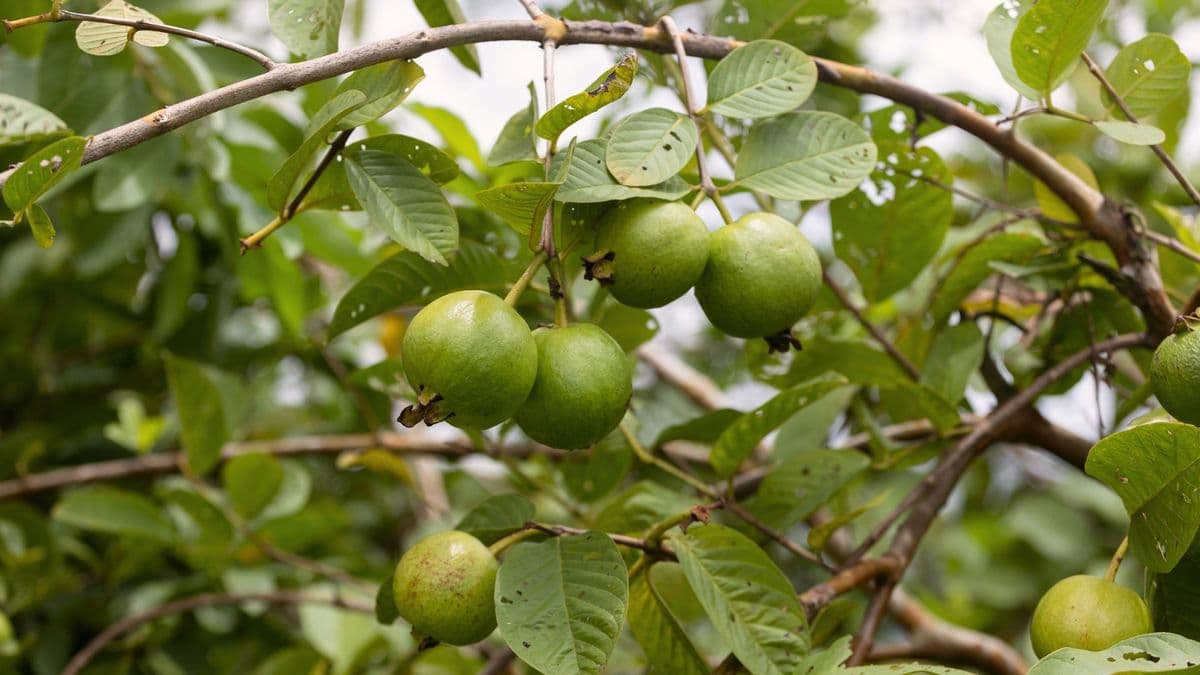 Lá Ổi bí quyết chữa bệnh dân gian “của ông bà ta”