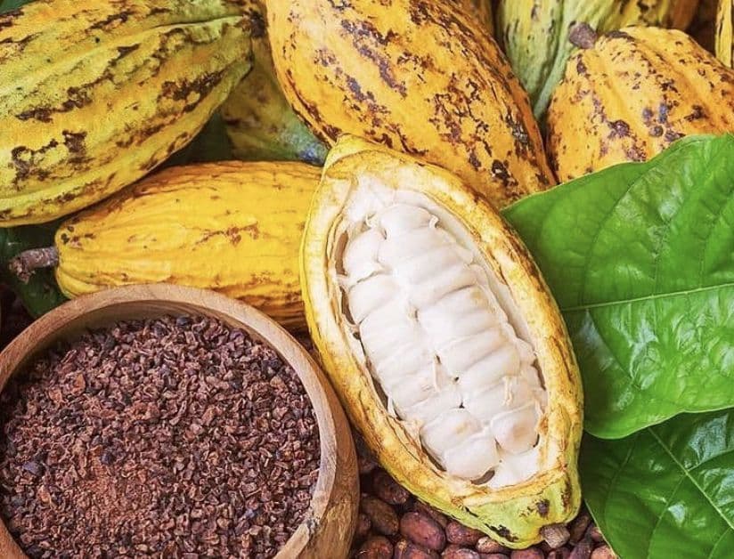 So sánh sự khác nhau giữa cacao nguyên chất và cacao kiềm hóa