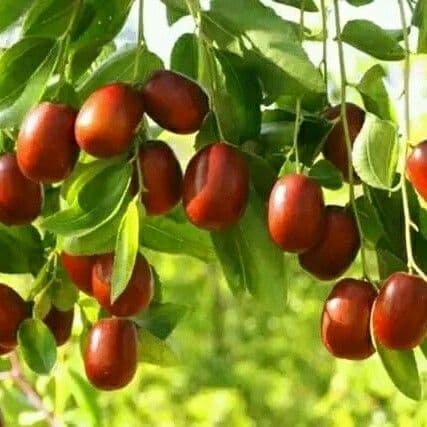 Tác dụng của táo đỏ với da mặt là gì?