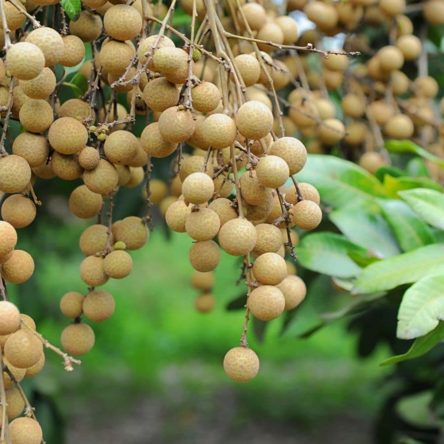5 nhóm người tuyệt đối không nên ăn nhãn