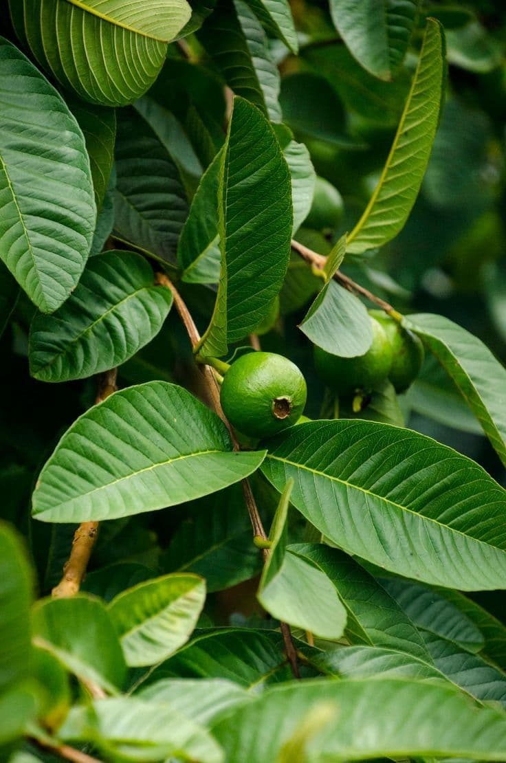 Lá Ổi Có Khả Năng Chống Ung Thư