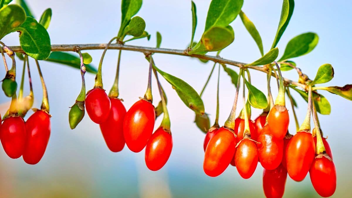Kỷ Tử Bài Thuốc Dưỡng Sinh Cơ Thể Hàng Ngàn Năm Nay