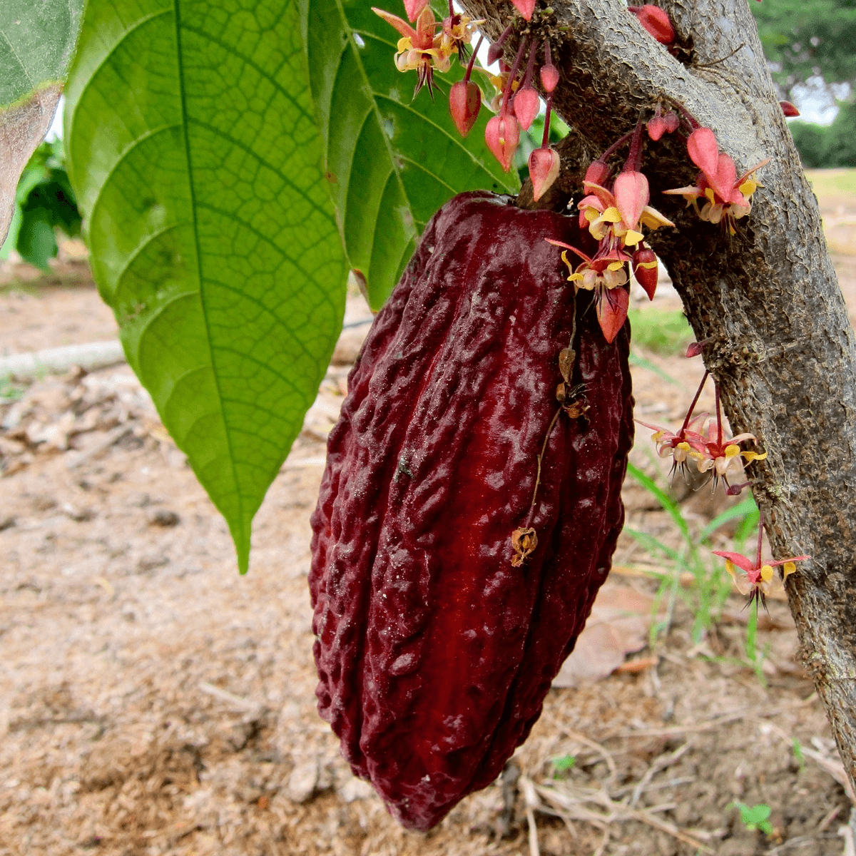 Uống cacao lúc nào tốt nhất để tốt cho sức khỏe?