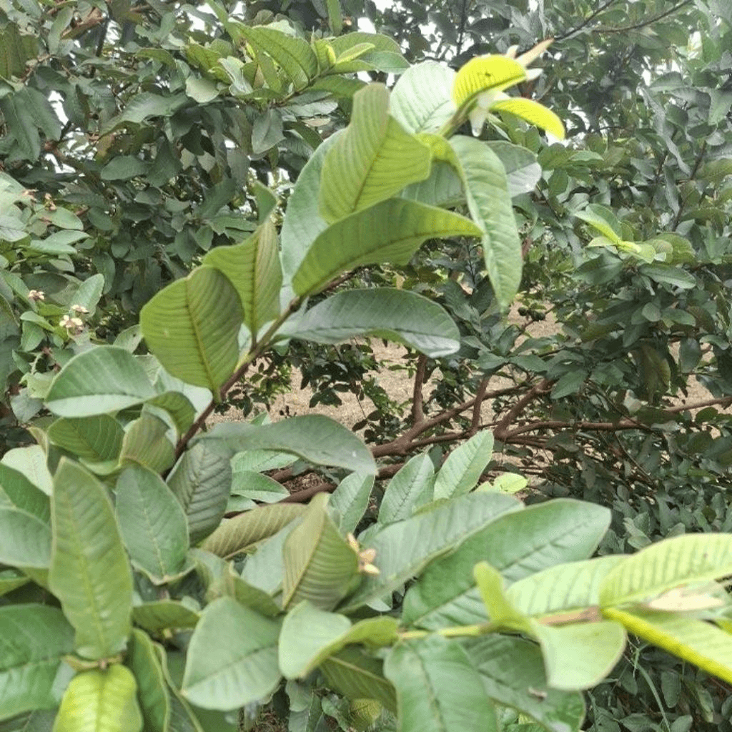 Uống lá gì giảm mỡ máu?