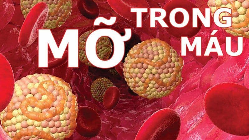 6 Nhóm Thực Phẩm Nên Ưu Tiên Để Cải Thiện Mỡ Máu