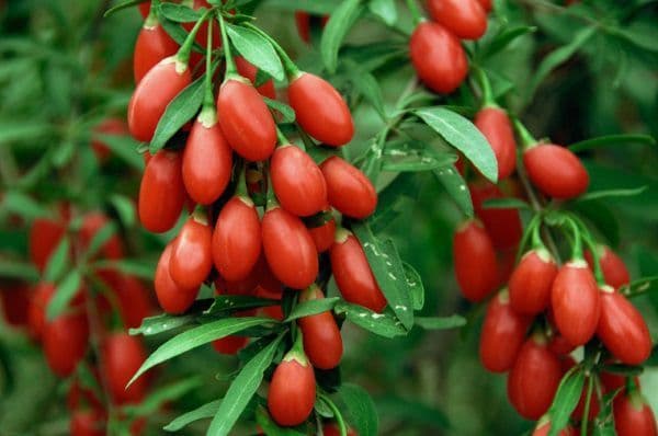 Công Dụng Chữa Bệnh Của Kỷ Tử